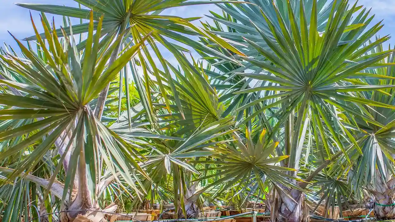 7 Small Palm Trees for Pool Area 5 Bismarck Palm