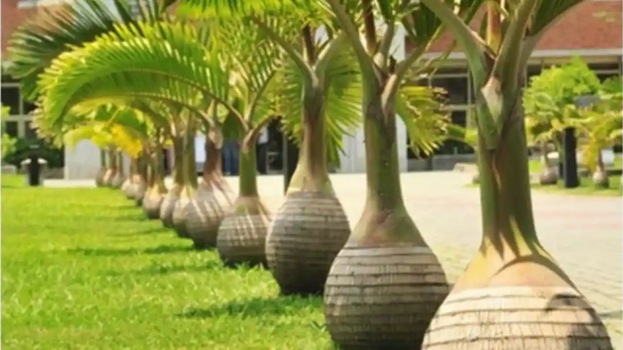 7 Small Palm Trees for Pool Area 7 Bottle Palm