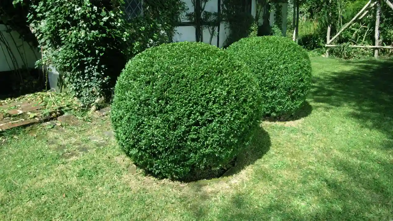 11 Trees That Don’t Lose Leaves (Perfect for Privacy) 5 Box tree
