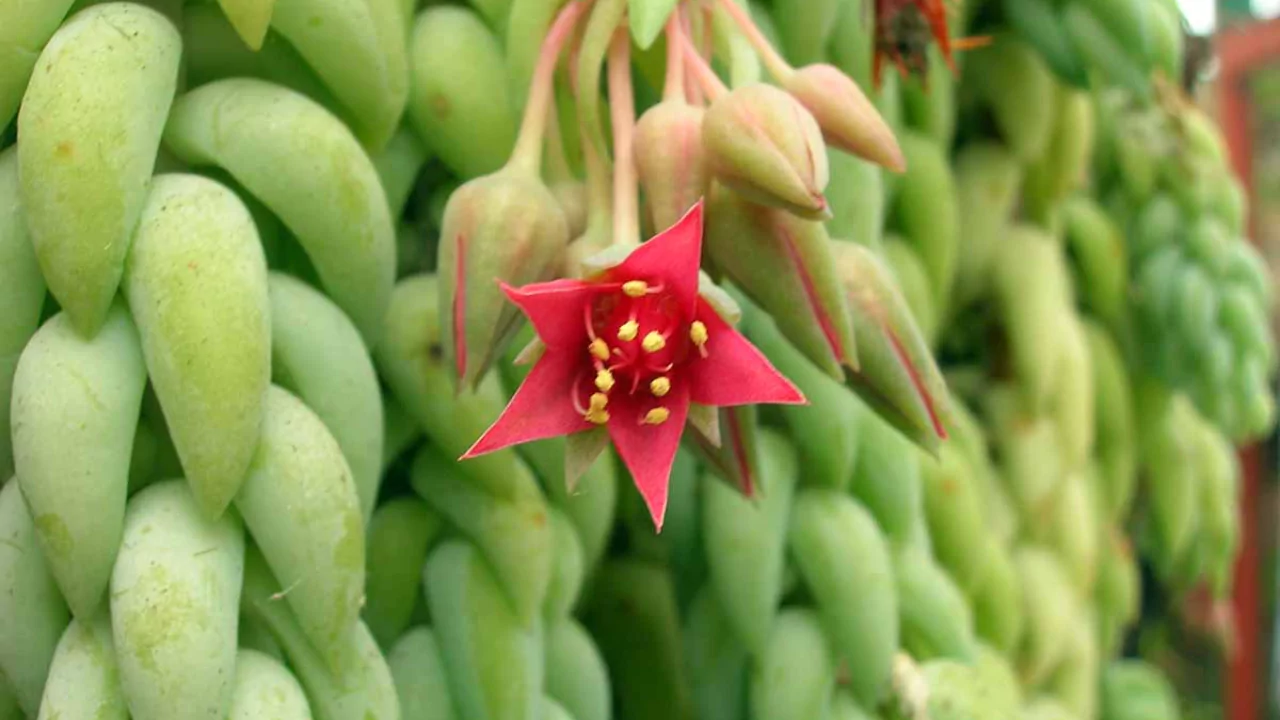 10 Succulents With Beautiful Red Flowers 9 Burros Tail