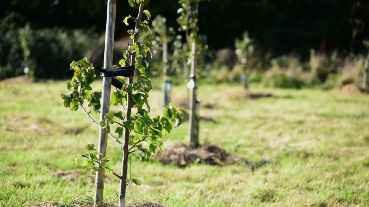 Will Roundup Kill Trees If It Gets Too Close To Them? 1 Can Roundup Kill juvenile trees