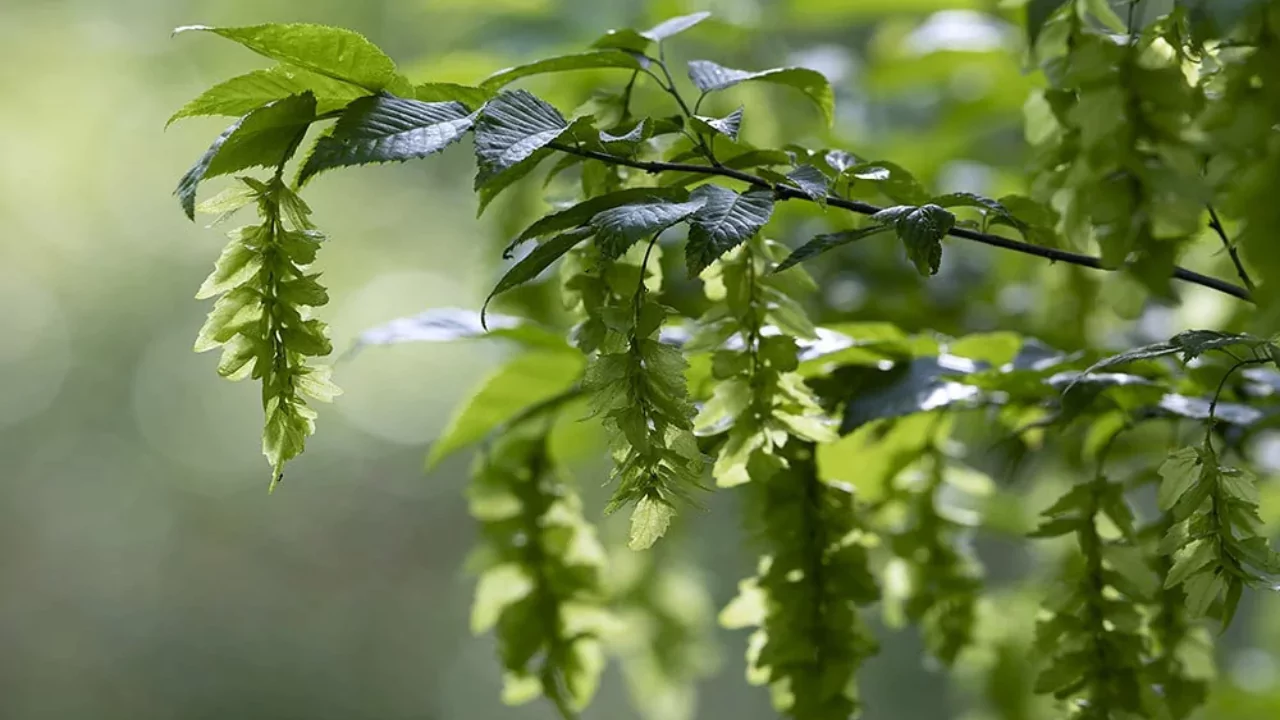 5 Small Trees with Non-invasive Roots 4 Carpinus caroliniana