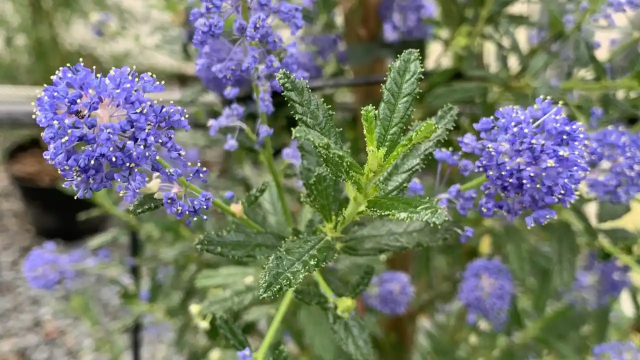 11 Trees That Don’t Lose Leaves (Perfect for Privacy) 1 Ceanothus