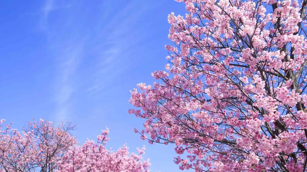 10 Best Fruit Trees For Houston (Perfect For Houston Backyards) 8 Cherry Trees
