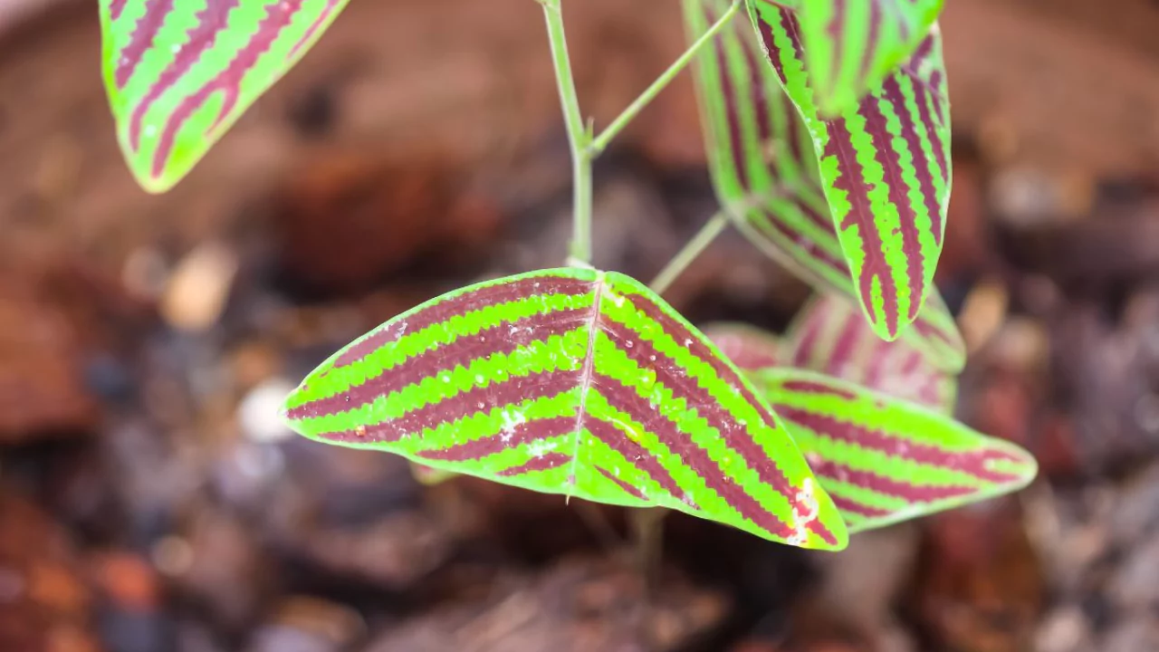 Christia Obcordata butterfly leaves