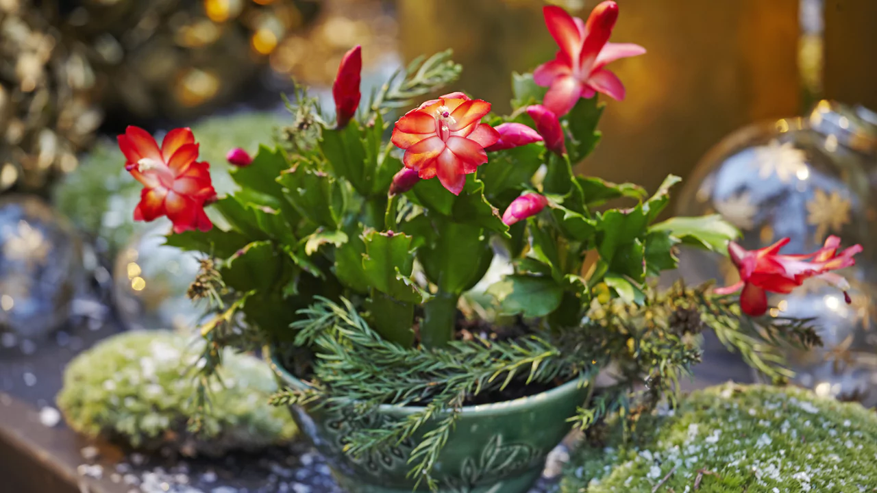 10 Succulents With Beautiful Red Flowers 3 Christmas Cactus
