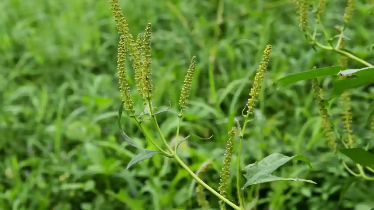 Weeds In New England: 7 Most Common Weeds 6 Common Giant Ragweed