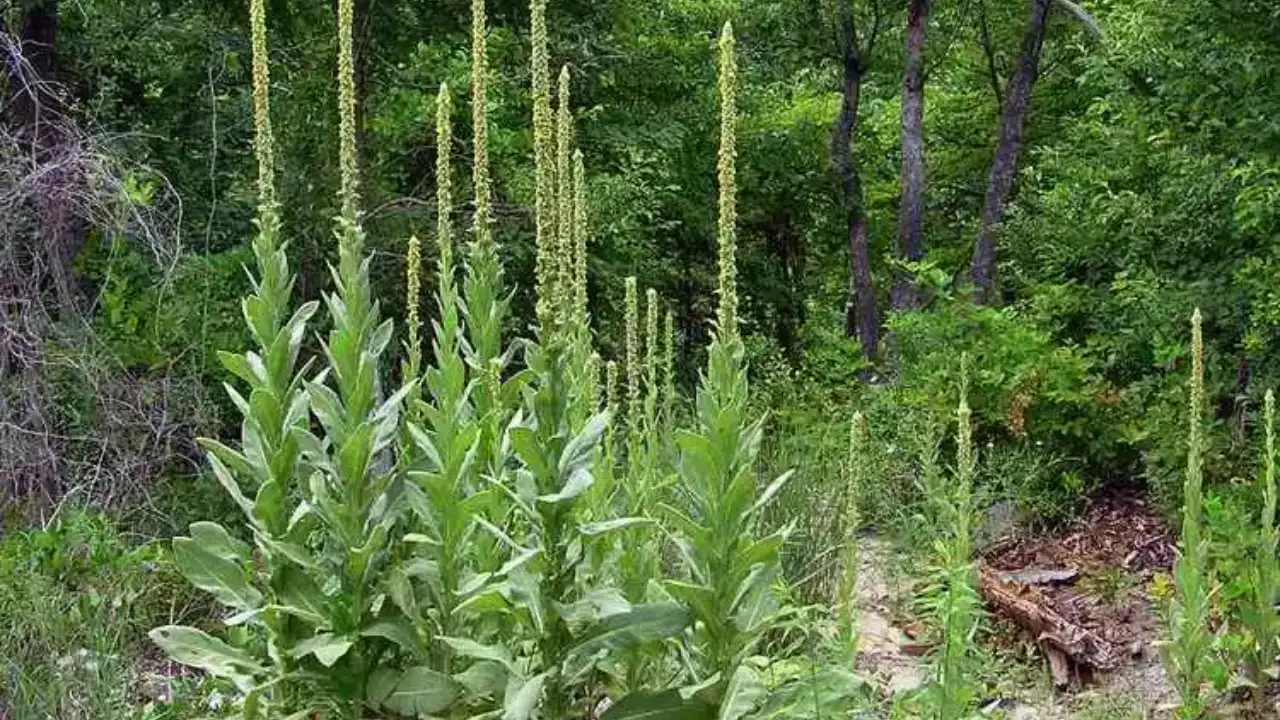 11 Tall Garden Weeds (With Images) 10 Common Mullein