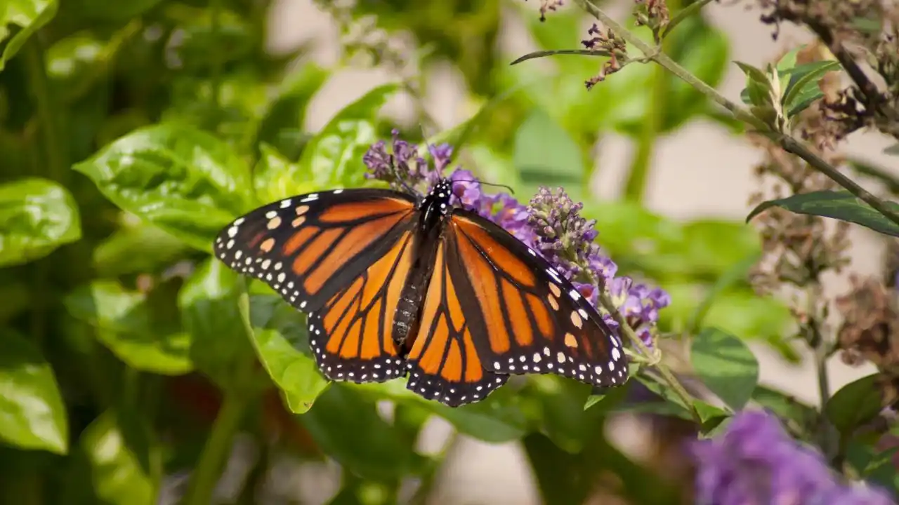 What Is A Butterfly Garden (And Why Consider One)? 2 Consider A Butterfly Garden 1