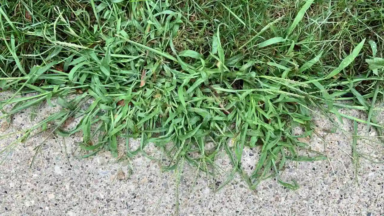 Common Creeping Weeds: How to Recognize & Prevention 7 Controlling the Common Creeping Weeds