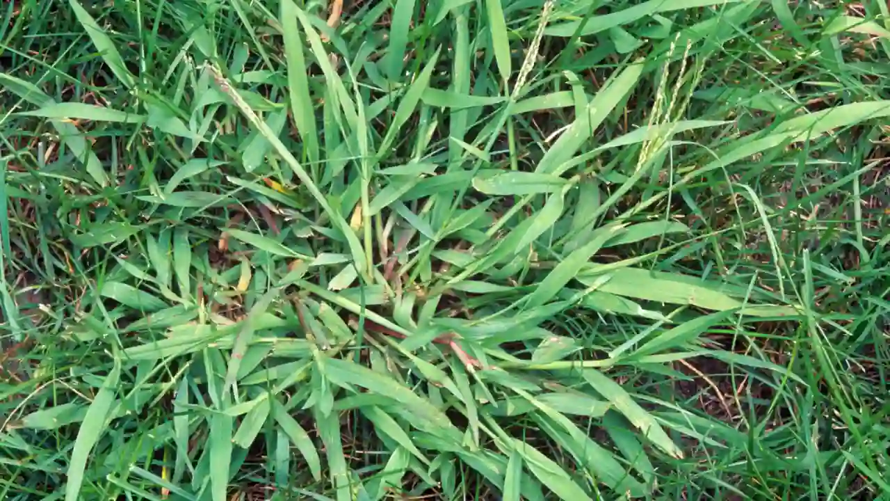 Weeds In New England: 7 Most Common Weeds 4 Crabgrass
