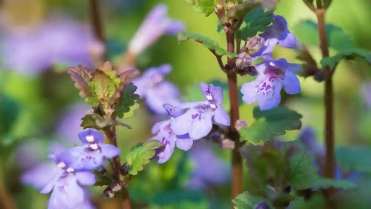 Common Creeping Weeds: How to Recognize & Prevention 1 Creeping Charlie 1