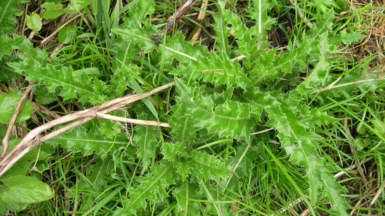 11 Tall Garden Weeds (With Images) 8 Creeping Thistle