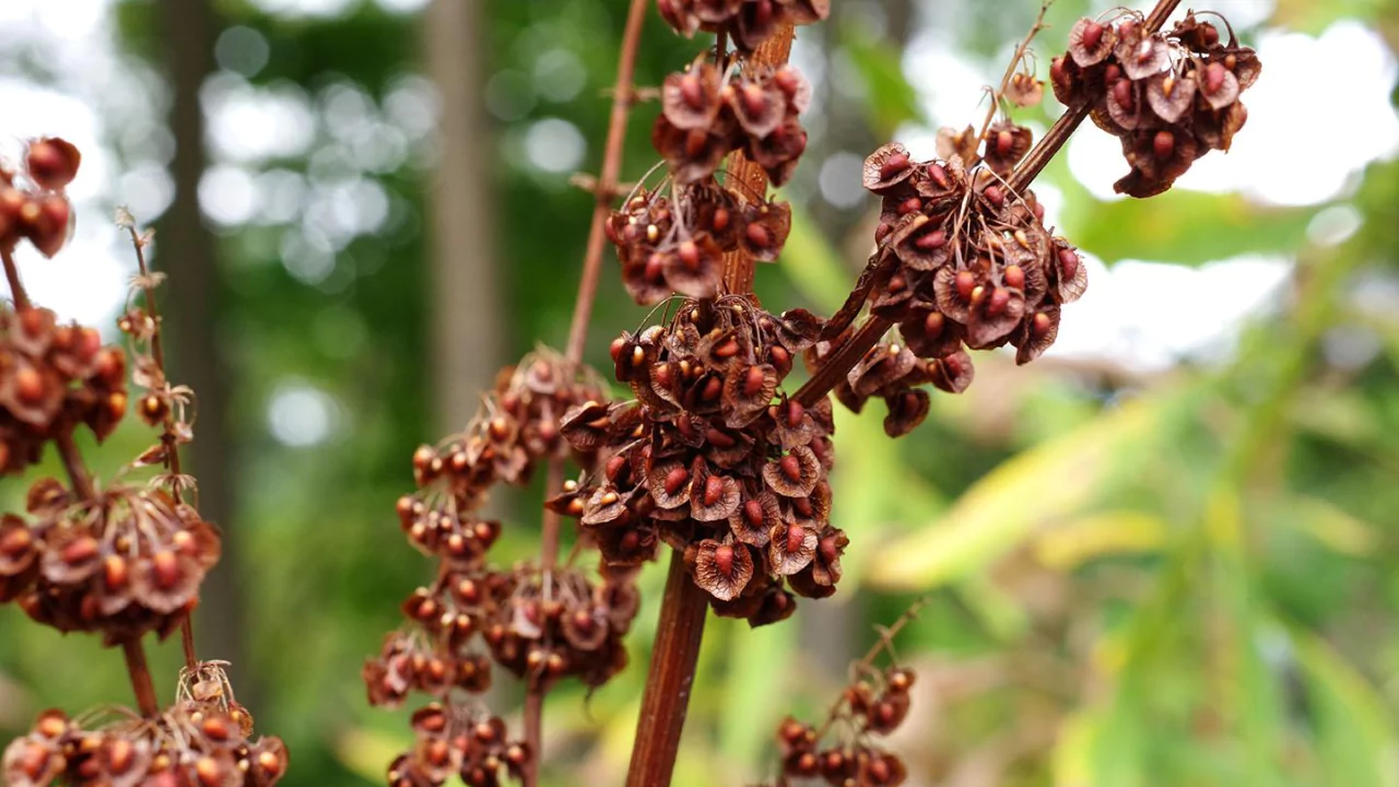 Weeds In New England: 7 Most Common Weeds 7 Curly Dock