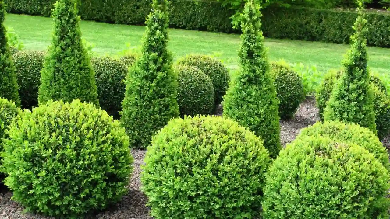 Nice Dwarf Evergreen Trees for Pots 5 Cute Dwarf Boxwood tree