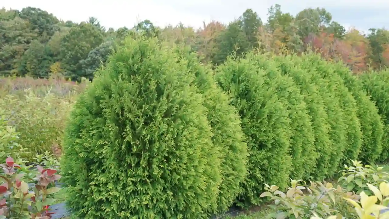 Nice Dwarf Evergreen Trees for Pots 2 Dwarf Arborvitae