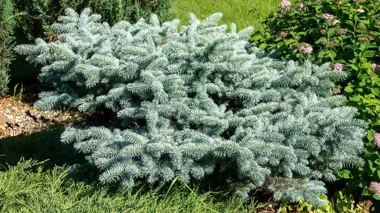 Nice Dwarf Evergreen Trees for Pots 1 Dwarf Blue Spruce 1