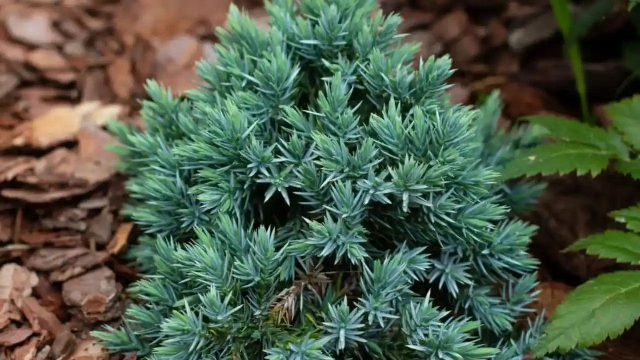 Nice Dwarf Evergreen Trees for Pots 6 Dwarf Blue Star Juniper