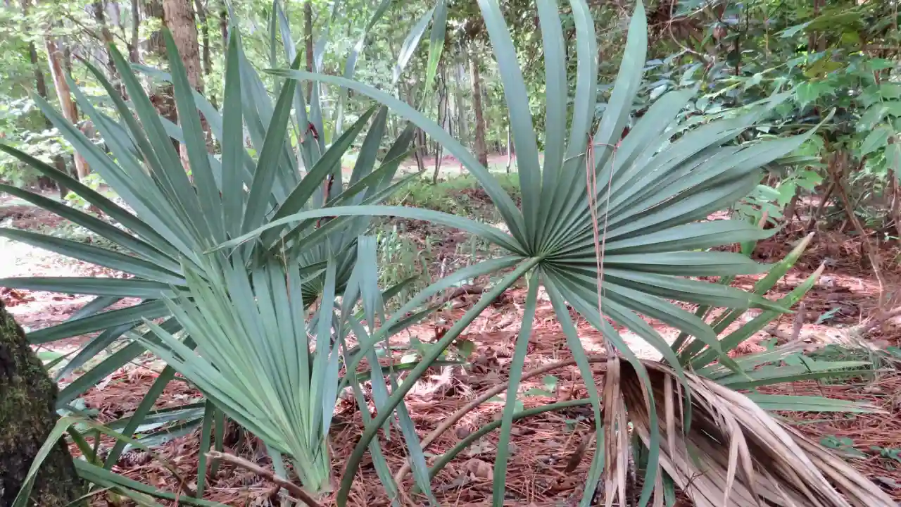 7 Small Palm Trees for Pool Area 6 Dwarf Palmetto