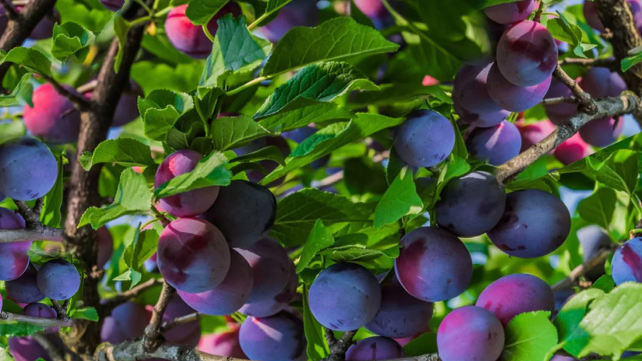 5 Small Trees with Non-invasive Roots 3 Dwarf plum