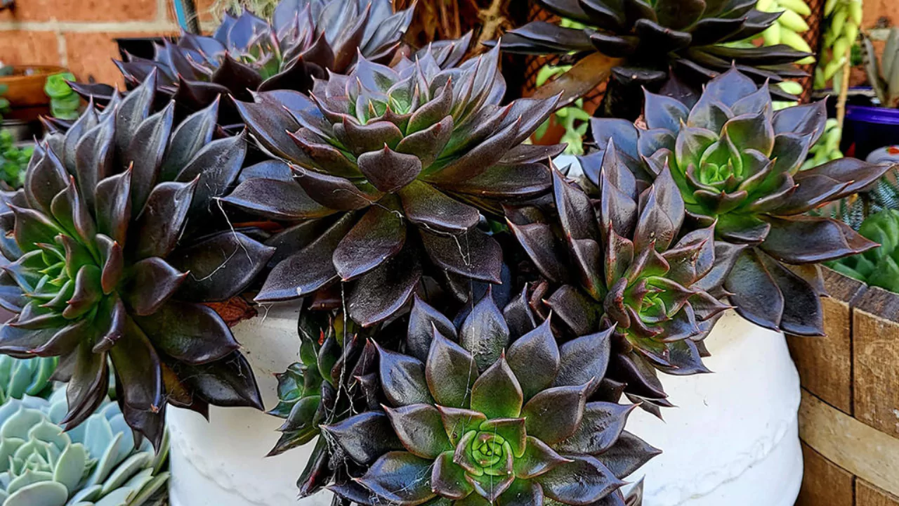 10 Succulents With Beautiful Red Flowers 10 Echeveria Black Prince