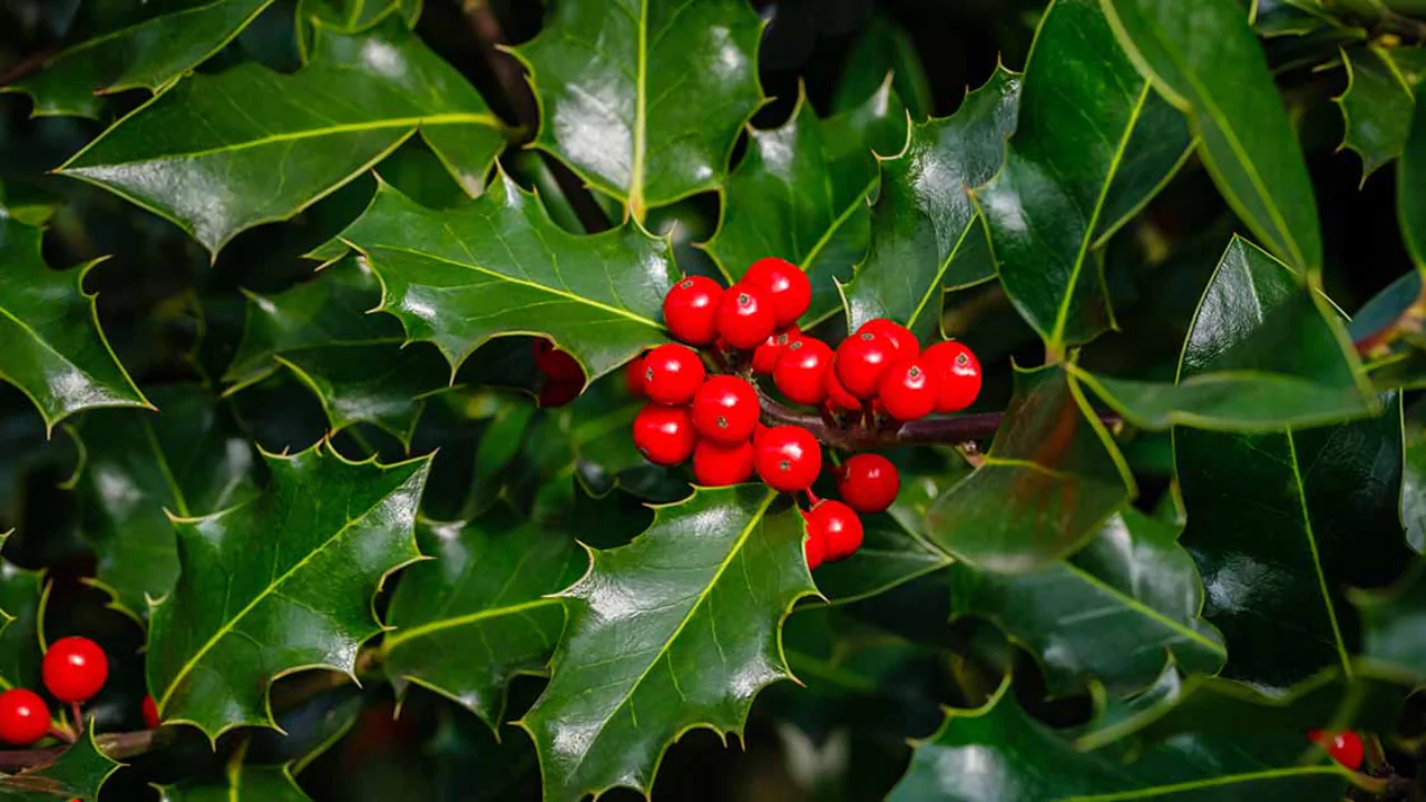 5 Small Trees with Non-invasive Roots 5 English Holly
