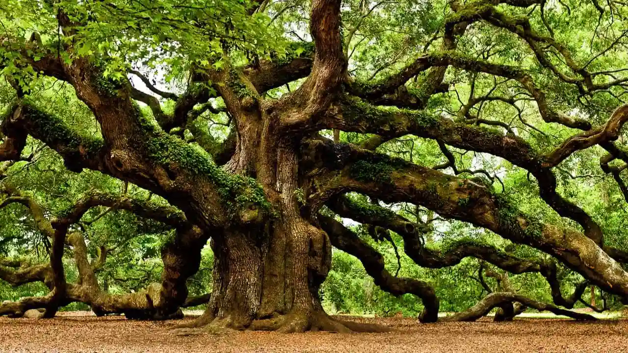 Enormous Oak tree