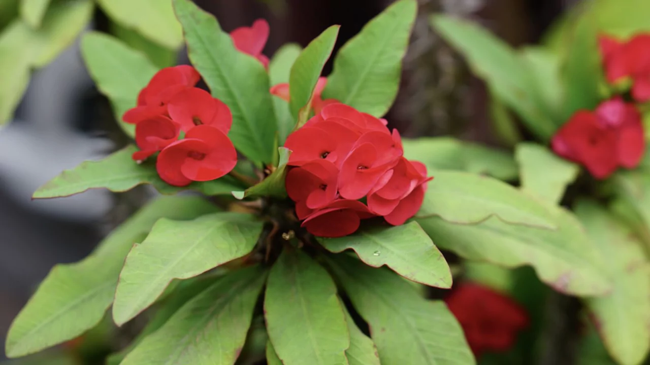 10 Succulents With Beautiful Red Flowers 4 Euphoria Milii