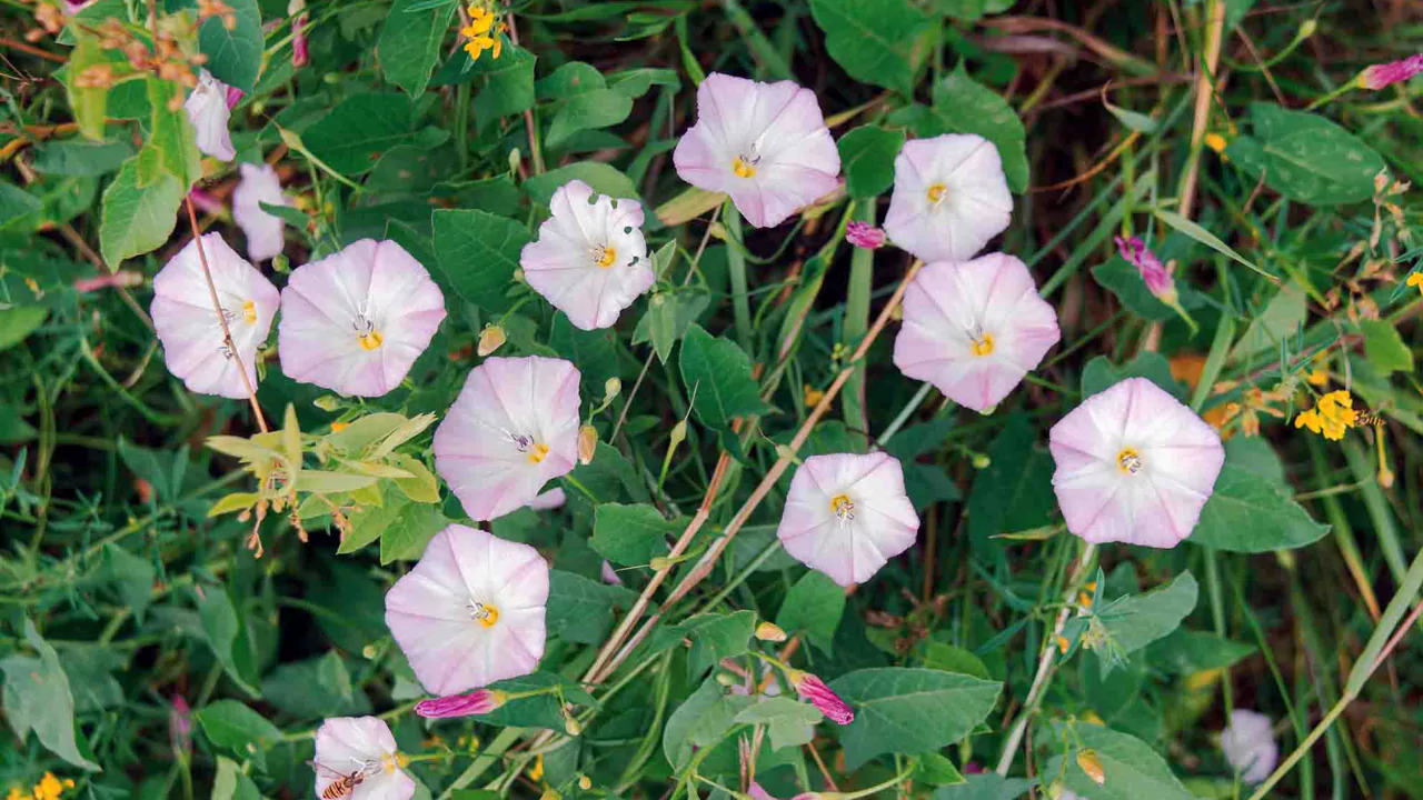Common Creeping Weeds: How to Recognize & Prevention 5 Field Bindweed