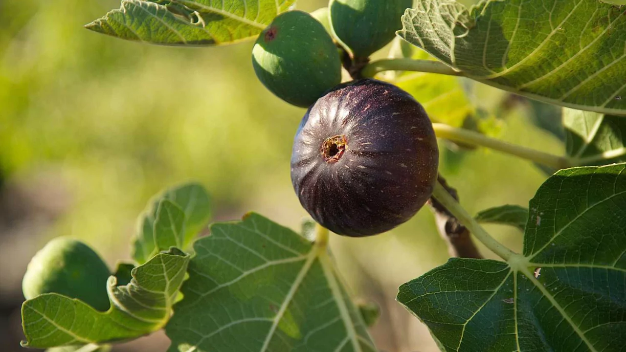 10 Best Fruit Trees For Houston (Perfect For Houston Backyards) 1 Fig Trees