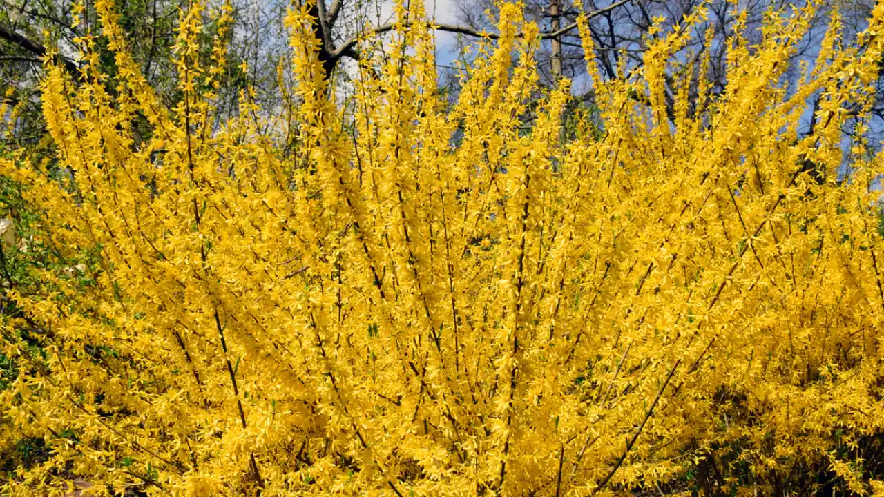 Forsythia Shrubs