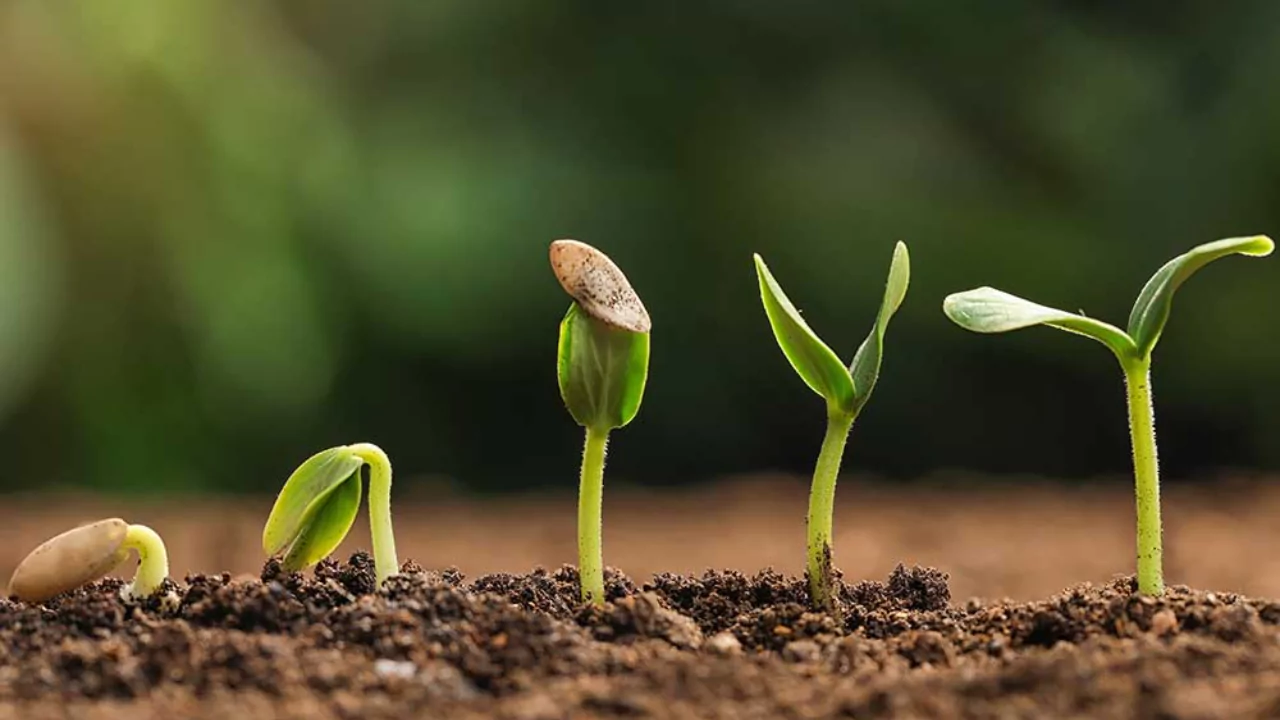 Germinate seeds