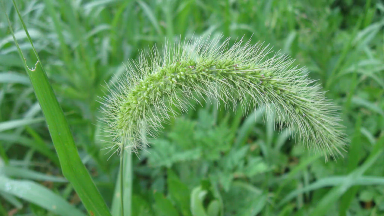 Weeds In New England: 7 Most Common Weeds 5 Giant