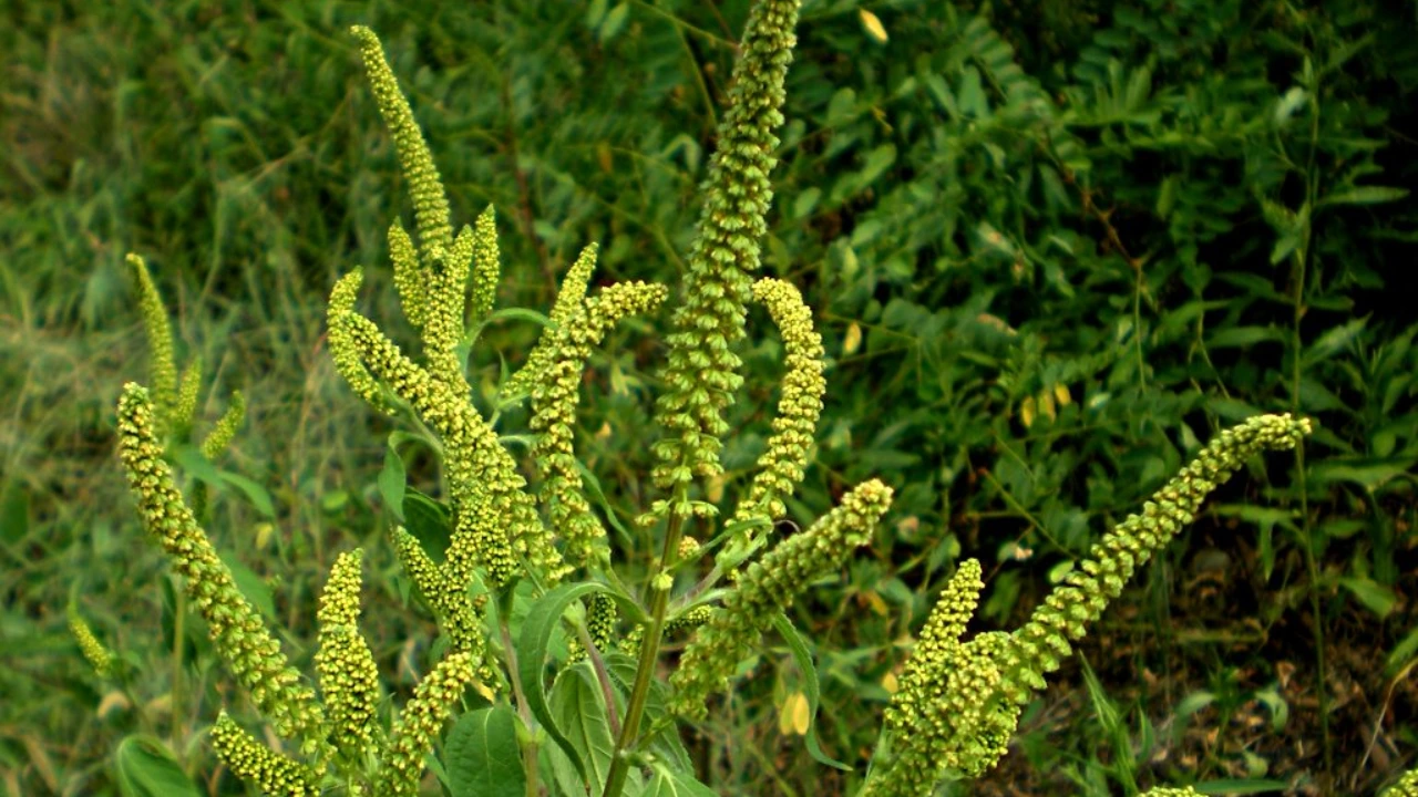 11 Tall Garden Weeds (With Images) 11 Giant Ragweed