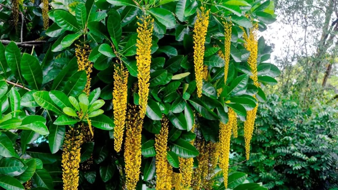 Golden Chain Tree