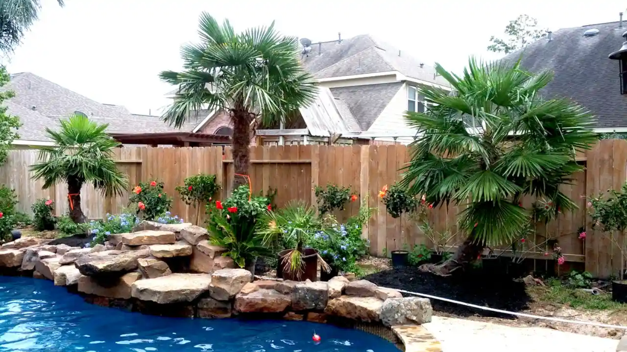 7 Small Palm Trees for Pool Area 8 Grow Near Your Swimming Pool