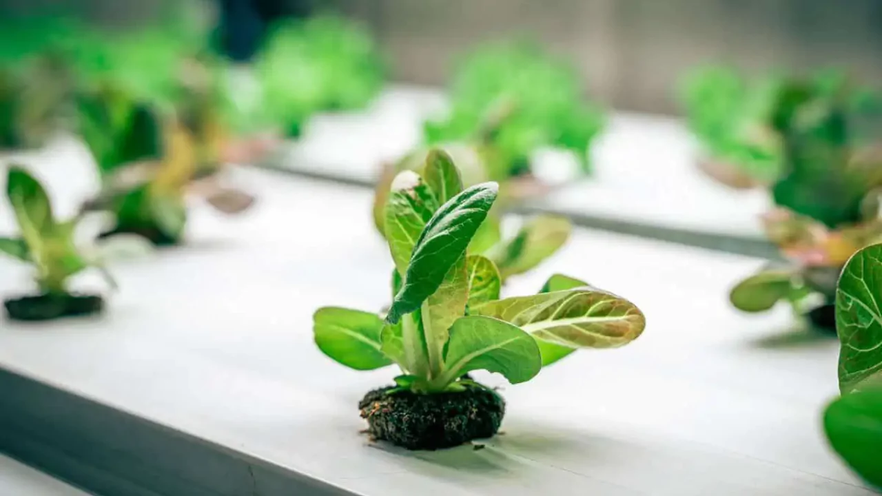 Growing Hydroponic Seeds