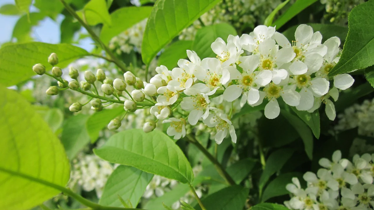 Hackberry