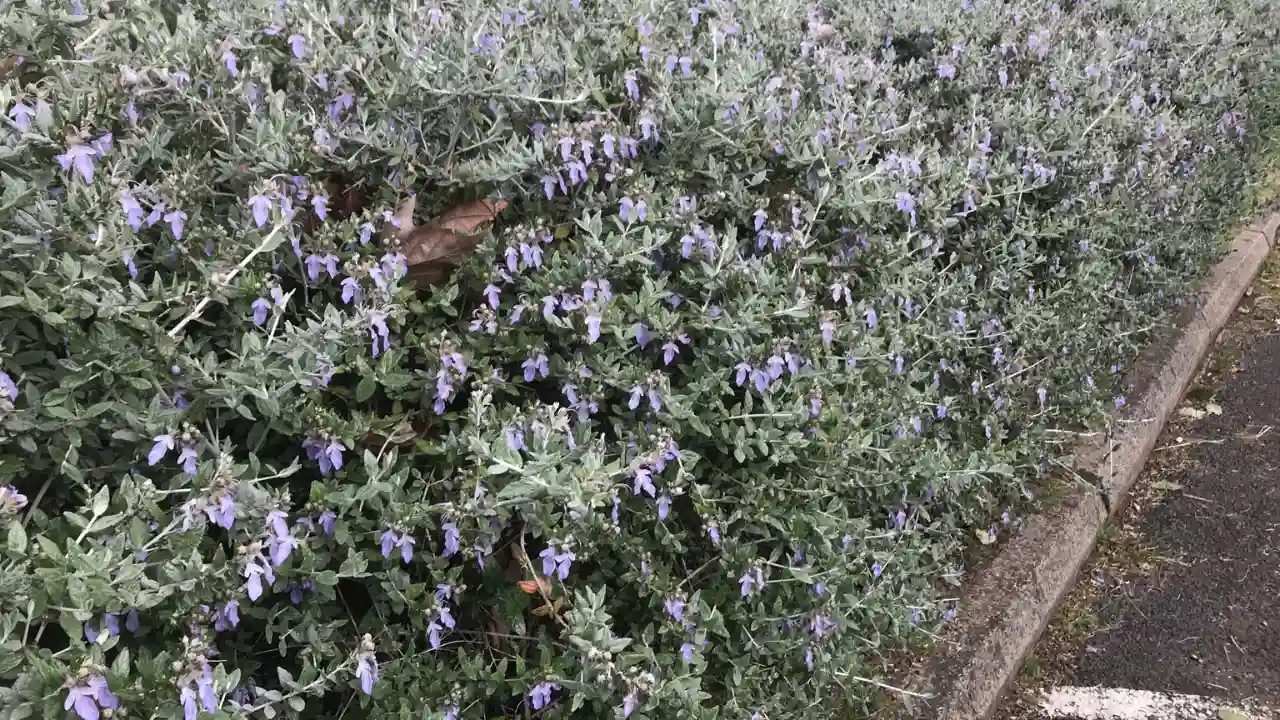 11 Trees That Don’t Lose Leaves (Perfect for Privacy) 3 Hedge Germander