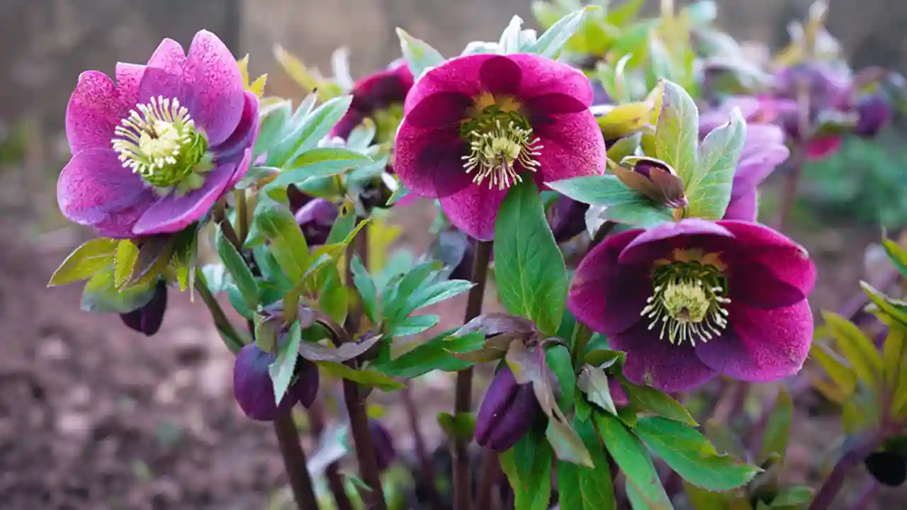 Hellebores