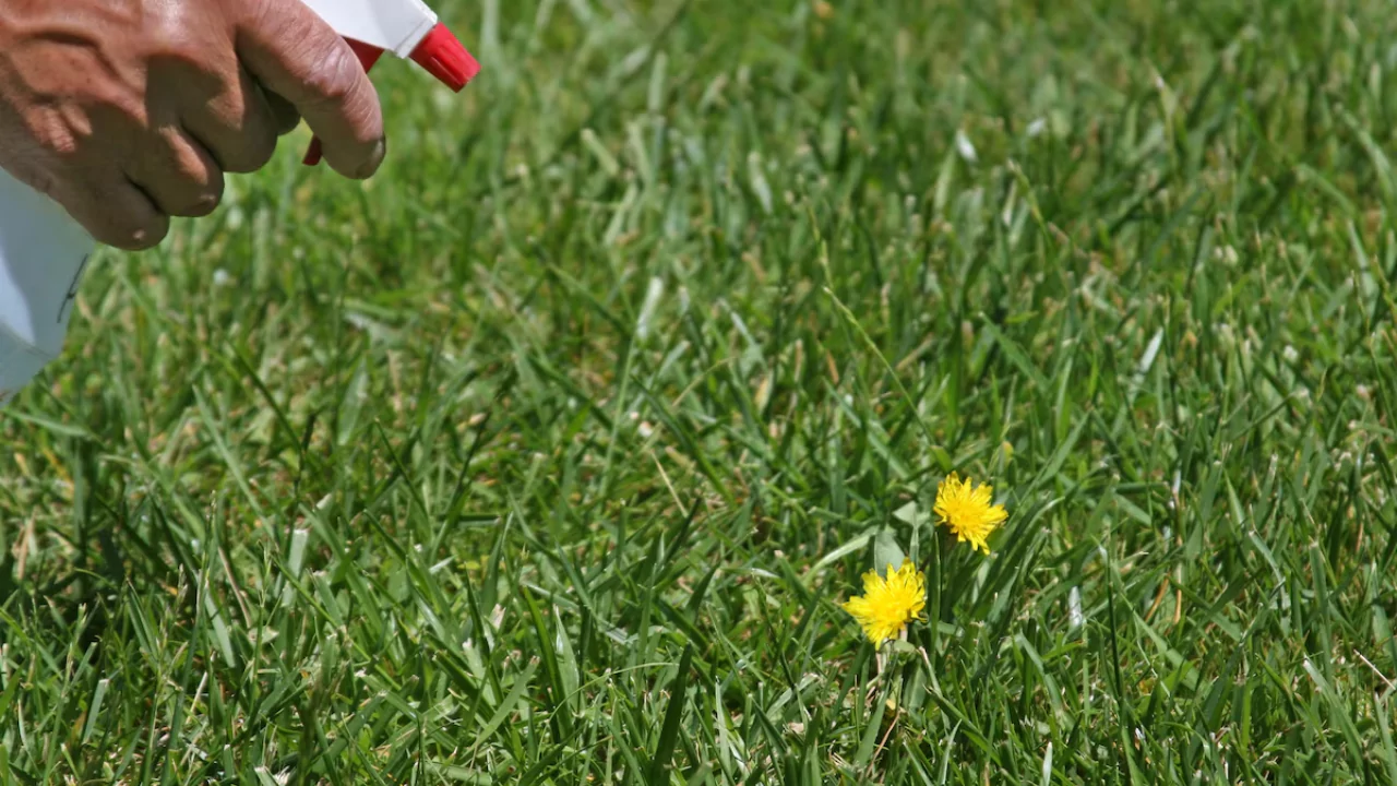 Common Creeping Weeds: How to Recognize & Prevention 9 Herbicides