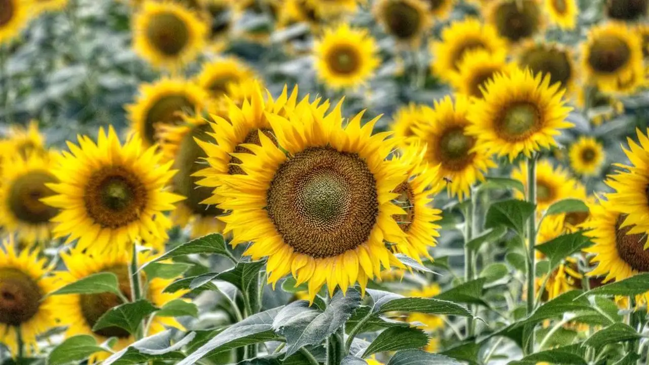 10 Popular Flowers In Japan 1 Himawari Sunflowers