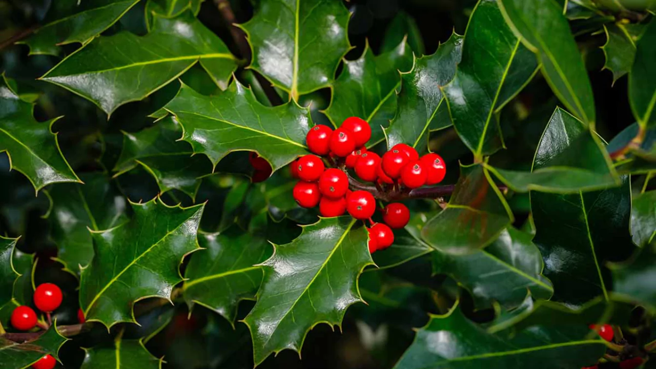 11 Trees That Don’t Lose Leaves (Perfect for Privacy) 6 Holly tree