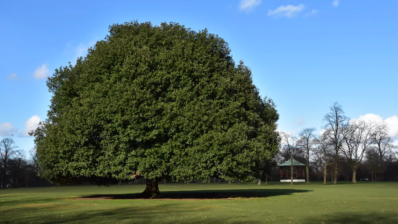 11 Trees That Don’t Lose Leaves (Perfect for Privacy) 7 Holm oak