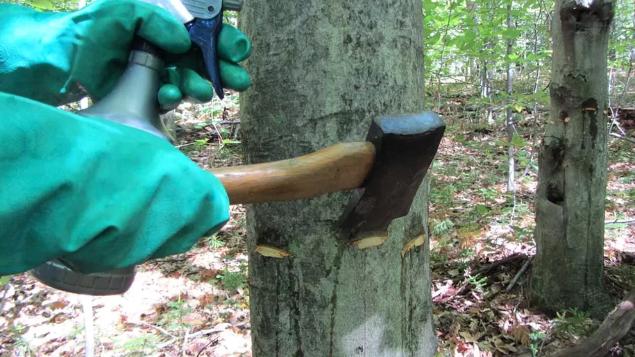 Will Roundup Kill Trees If It Gets Too Close To Them? 3 How Can Roundup Kill Mature Trees
