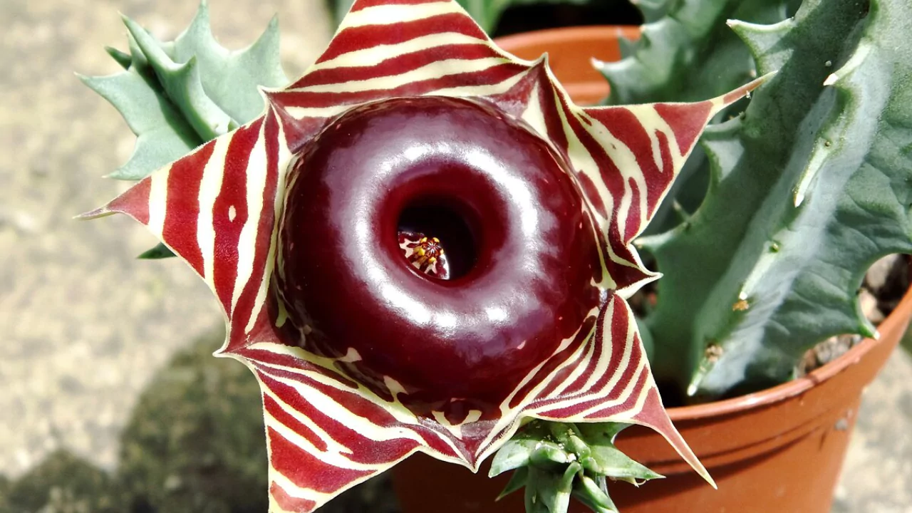 10 Succulents With Beautiful Red Flowers 6 Huernia Zebrina