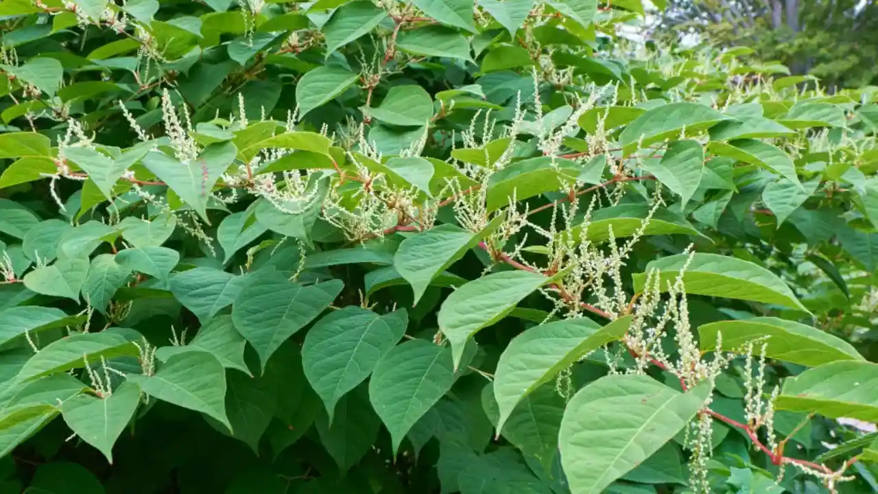 Weeds In New England: 7 Most Common Weeds 3 Japanese Knotweed 1