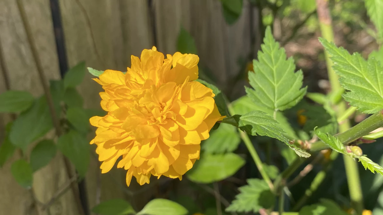 Japanese Rose