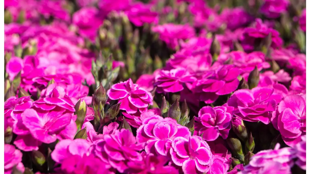 10 Popular Flowers In Japan 3 Kaneshon – Carnation