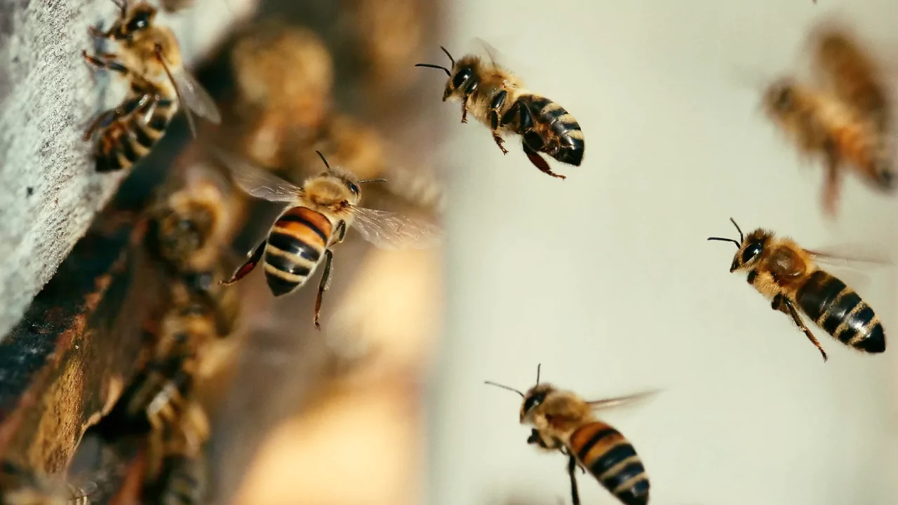 Keep bees in a greenhouse